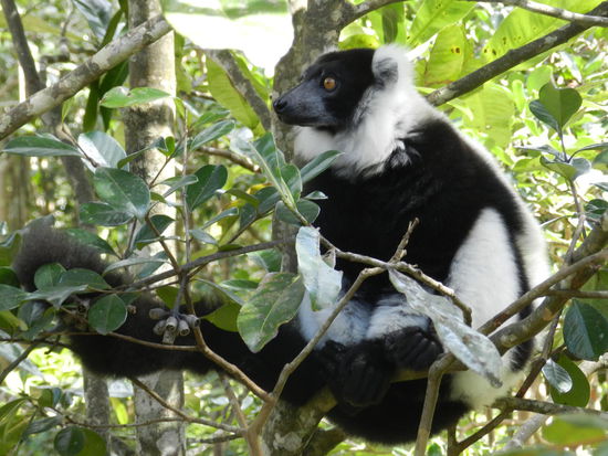 Auf dieser Insel sind verschiedene Lemurenarten sehr gut zu sehen; hier ein Schwarz-Weißer-Kragen-Lemur.