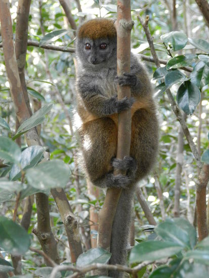 Das hier ist ein Bambus-Lemur ...