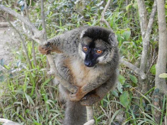 ... und dieses ein Common-Brown-Lemur.