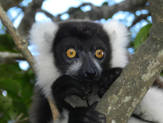 Von nahezu wieder 100 Fotos ist dieses das einzige, bei dem ich das Gesicht eines Lemuren gut und scharf getroffen habe. Die Knopfaugen sind einfach klasse!