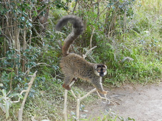 Sehr behände bewegen sich die Tiere, sowohl auf dem Boden, als auch gerade in den Bäumen.