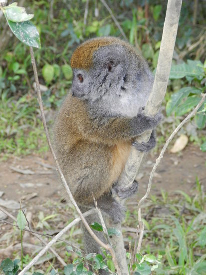 Manchmal sitzen sie aber auch lieber und schauen sich um, so wie dieser Bambus-Lemur.