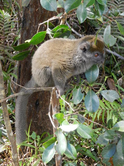 Hier noch einer, der aufmerksam die größeren Common-Brown-Lemuren beobachtet, ob sie denn Futterreste übriglassen.