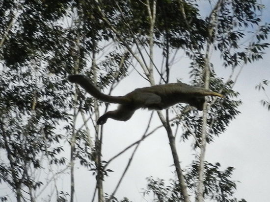 Unglaublich weit können die braunen Lemuren springen, geschätzt waren dass locker 15 Meter.