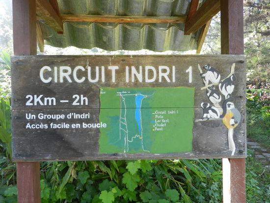 Diesen Weg wollten wir gehen, aber mein Guide Luc kroch mit mir quer durch den Urwald.