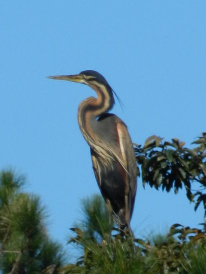 Ein Reiher sitzt am See kurz bevor der Wald dicht wird.