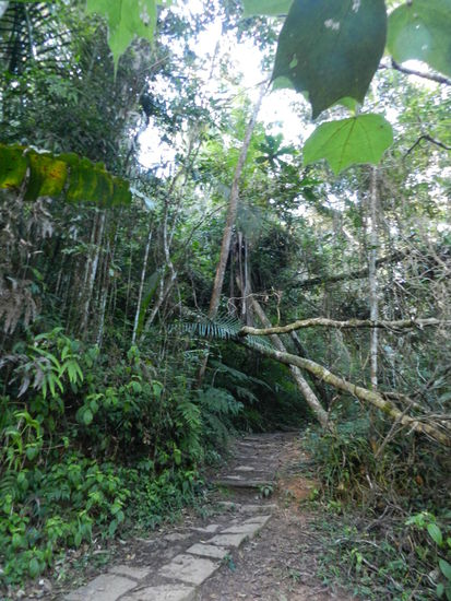 Noch gibt es einen Weg, danach kommen matschige Pfade, bevor auch diese dann im Dickicht enden.