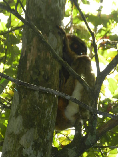 Diesen nachtaktiven Woolly-Lemur weckten wir leider auf, aber er war so verschlafen, dass es sich nicht von der Stelle bewegte. Das machten wir stattdessen.
