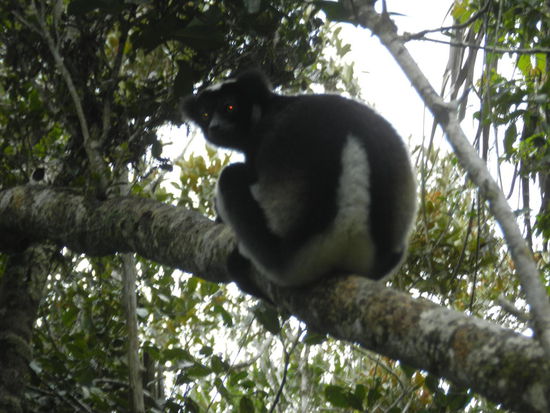 Auch Indri-Indris sahen wir wieder.