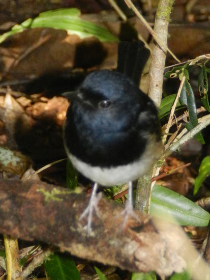 Luc kannte jeden Vogel per Namen, er war fast per Du mit ihnen - ich konnte mir die Namen jedoch nicht merken.