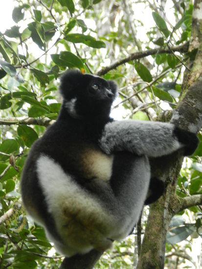 Es leben mehrere Gruppen, das sind zwischen 2 und 5 Tieren, im Park, so dass man öfters und an verschiedenen Stellen auf Indri-Indris stoßen kann.