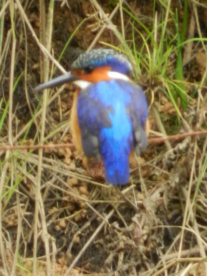 Am Parkausgang saß dieser Malegassy-Kingfisher, ein Eisvogel.