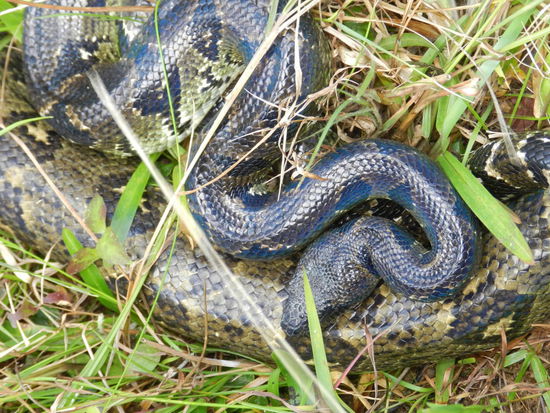 Und dann fand Luc auch noch dieses Baumboapärchen. Alle auf Madagaskar lebenden Schlangen sind ungiftige Würgeschlagen.
