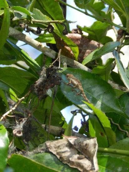 Dieses Chamäleon war so groß wie mein halber kleiner Finger.