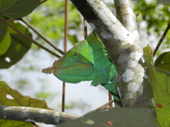 Dieses dagegen gut 30 cm lang.