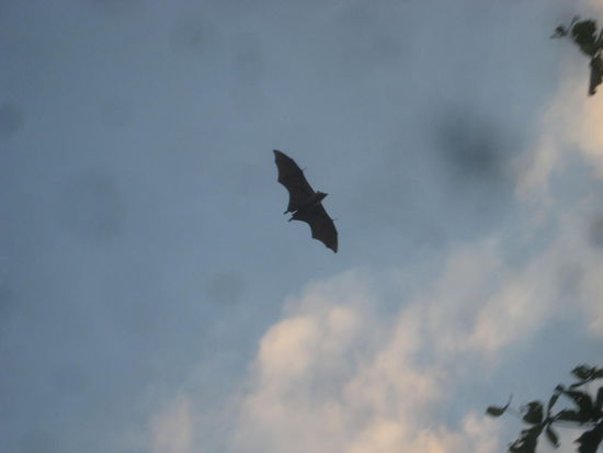 Sagt die kleine Maus zur Mutter: Mama, wenn ich groß bin, möchte ich auch zur Luftwaffe...  Flughunde kreisen über einem Mangobaum