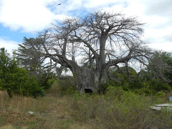 Und noch ein riesiger Baobab