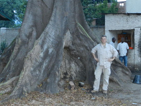 Ein Brettwurzelbaum - das einzige fotografierenswerte Motiv im Musee Vivant....