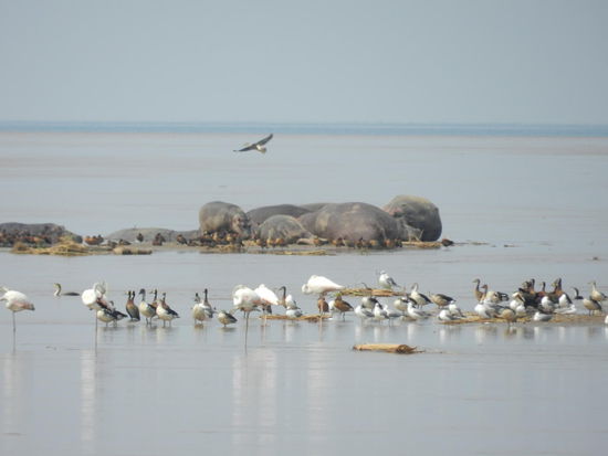 Eine Hippofamilie, Flamingos und verschiedene Gänse im Rusuzi-Nationalpark.