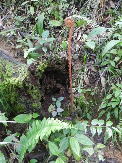 Lustige Pflanzen gab es reichlich zu sehen, hier ein Farn.