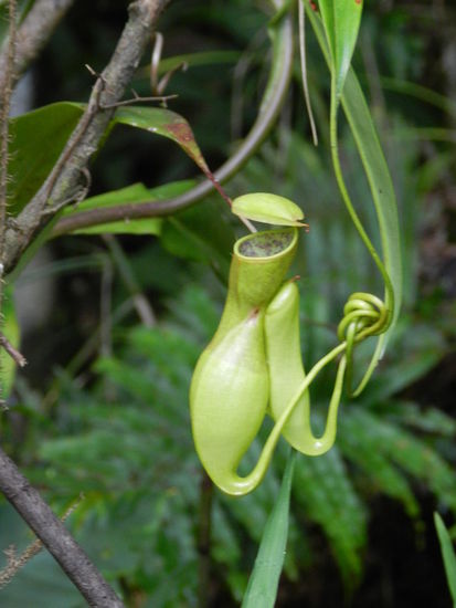 Eine Fleischfressende Pflanze
