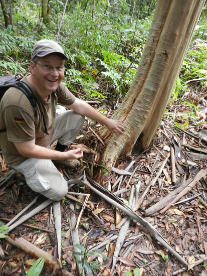 Der ewig junge Baum, so wird dieser Baum genannt, da er jedes Jahr seine Rinde erneuert.