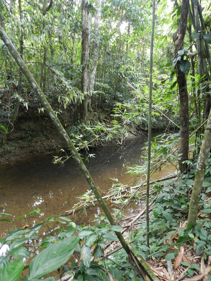 Quer durchs Unterholz, ständig Angriffen von Moskitos, Ameisen und gelegentlich Blutegeln ausgesetzt, ging es durch den Regenwald. Auch Bäche und Flüße mussten durchquert werden.