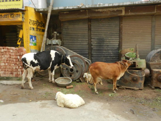 Sie sind hier zwar nicht heilig, aber leben trotzdem auf und in den Straßen