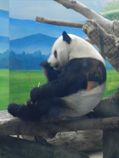 Zwar sieht dieser Panda genauso unecht aus, wie der Hintergrund. Er hat sich aber tatsächlich bewegt...
