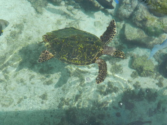 Leider nicht in freier Natur gesehen, sondern nur im Aquarium