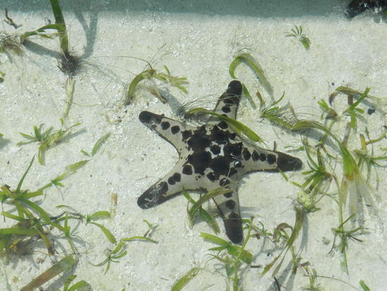 Seestern im Aquarium