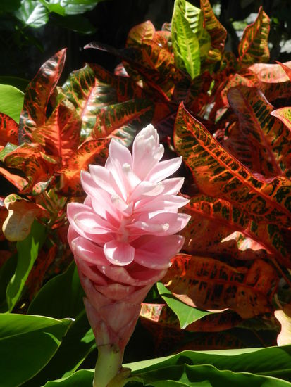 Schöne Pflanzen zieren die Straßen, Blumen, wie wir sie kennen, gibt es aber nicht.