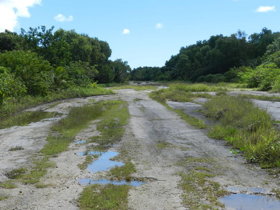 Die Rollbahn des alten Flughafens; die Natur holt sich alles zurück!