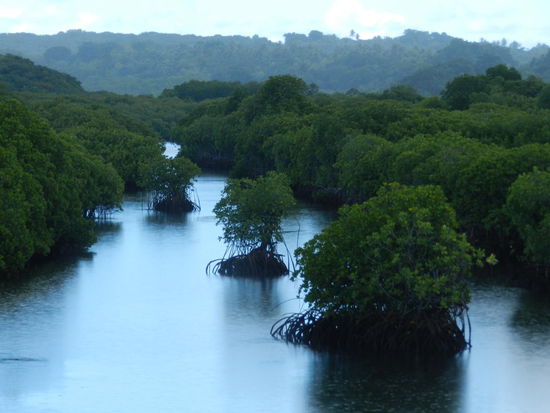Von Colonia aus zieht sich ein Brackwassercreek bis in die Nordspitze Yaps