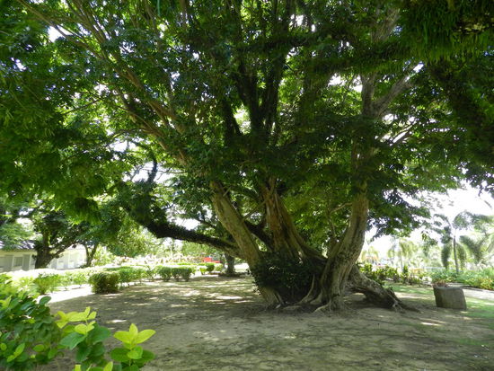 Tolle Bäume mit riesigen Wurzeln und verwobenen Stämmen gibt es auf Saipan zu sehen.