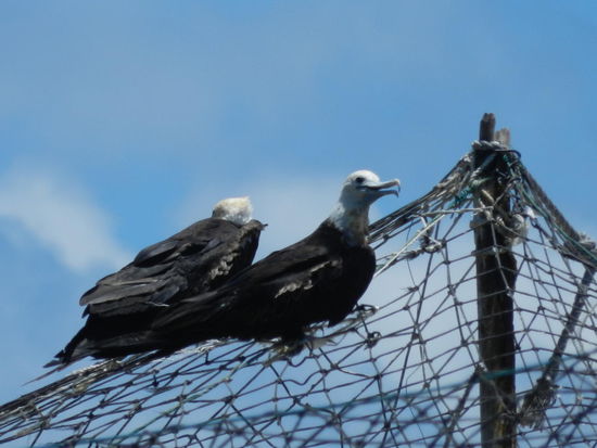Fregattvögel sind ein Nationalemblem Naurus und werden von Einheimischen gezüchtet.