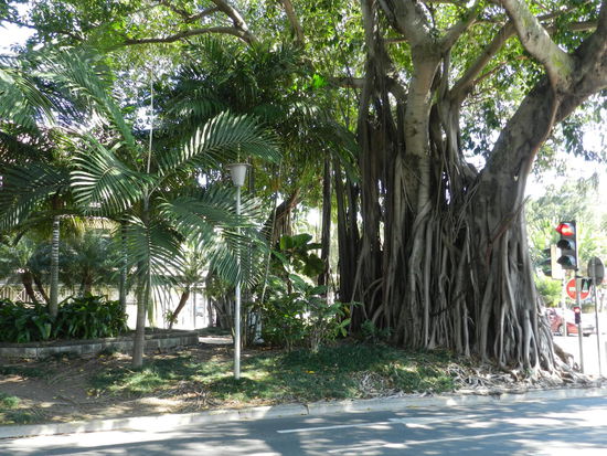 Luftwurzelbaum mitten in der Stadt
