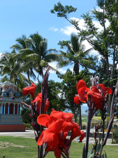 An Blumen kann ich mich erfreuen