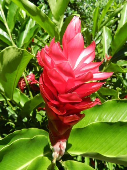 Porzellanblume im Park