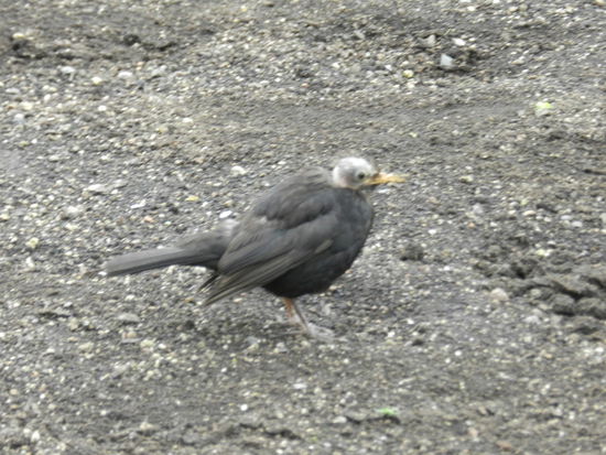 Er vergaß heute morgen sein Toupet 