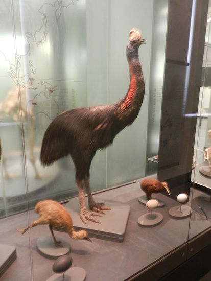 Die beiden Nationalvögel Neuseelands