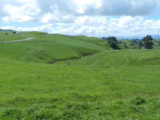 Der Weg nach Auckland zurück führte durch wunderschöne grüne Landschaften