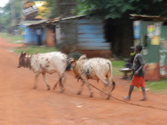 Draußen vor dem Camp - abends werden die Rinder heimgeholt