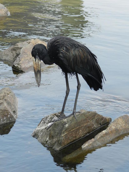 Bunte Vielfalt am Victoriasee....