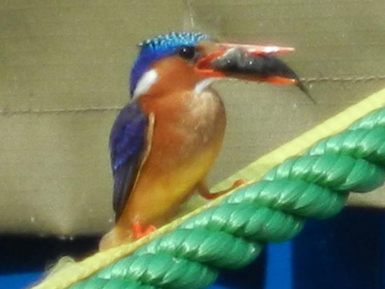 ... ein Eisvogel mit Beute....