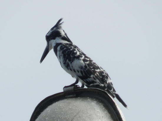 ... noch ein mir unbekannter Eisvogel...