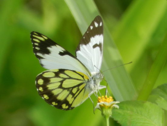 ... und viele unterschiedliche Schmetterlinge.