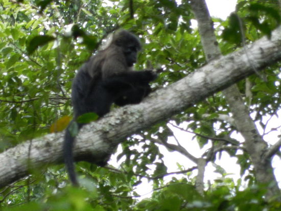 Ein junges Rotschwanzäffchen, hier noch ohne roten Schwanz