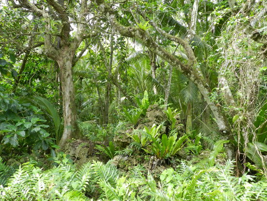 Ein Blick in die Tiefen des Waldes ist kaum möglich, so dicht bewachsen ist es
