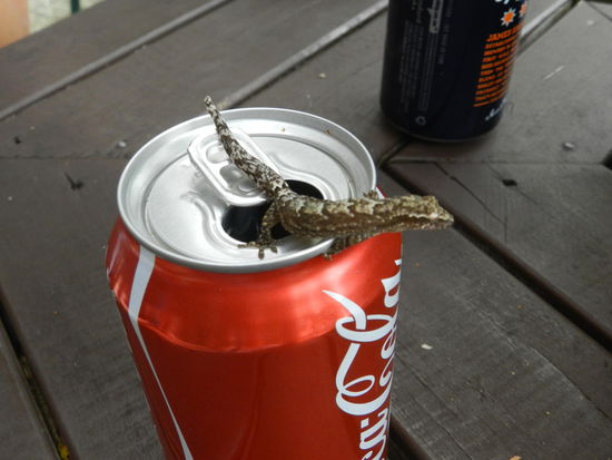 ... ebenso, wie diese kleine Eidechse, die weder Cola, noch Bier verschmähte.